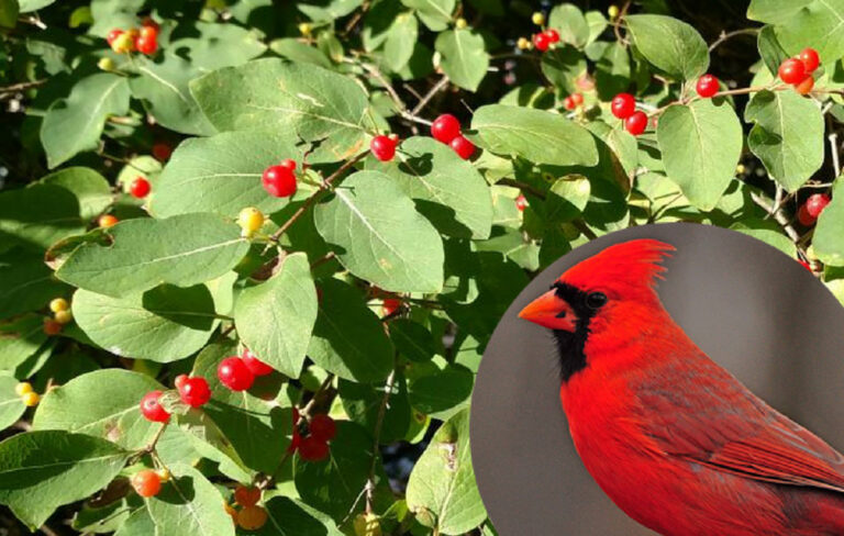 Berry Bonanza: A Guide to Attracting Native Birds to Your Garden with Berries