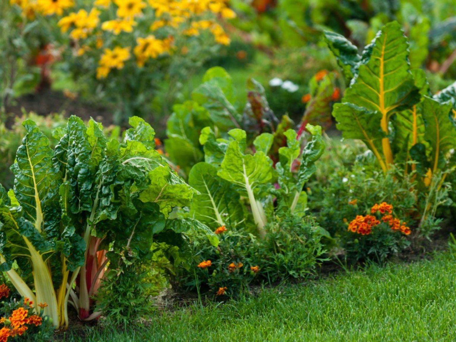 Unveiling the Secrets to Growing Exotic Edible Plants: A Comprehensive Guide