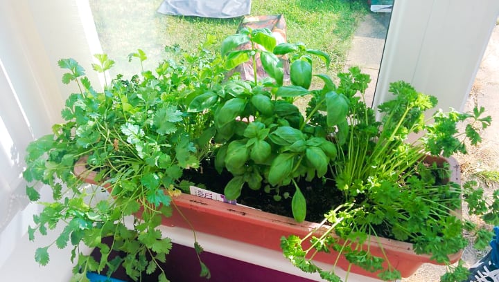 Unlocking Flavor: A Comprehensive Guide to Growing Gourmet Vegetables Indoors