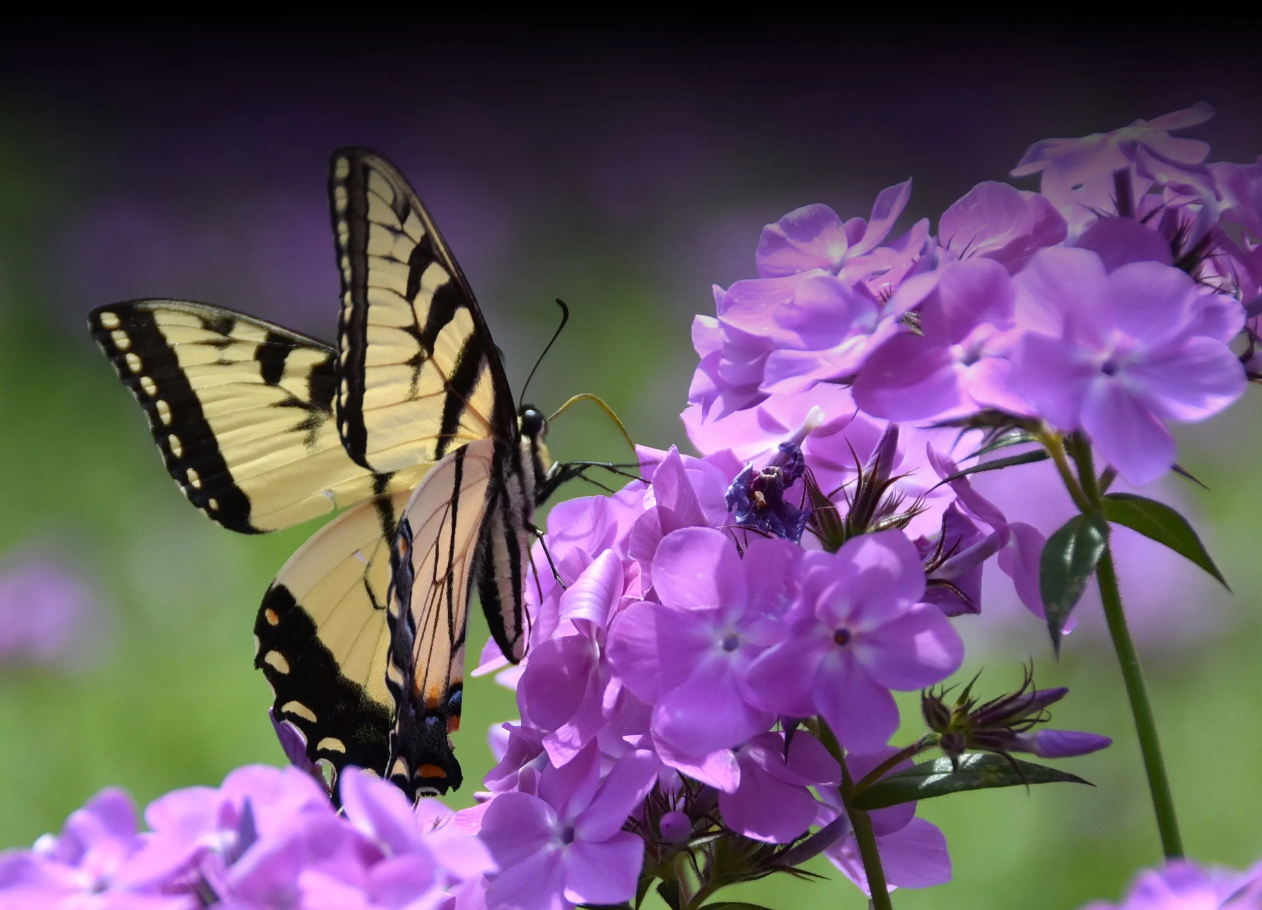 Unveiling the Wonders: A Guide to Native Plant Society Events and Why You Should Attend