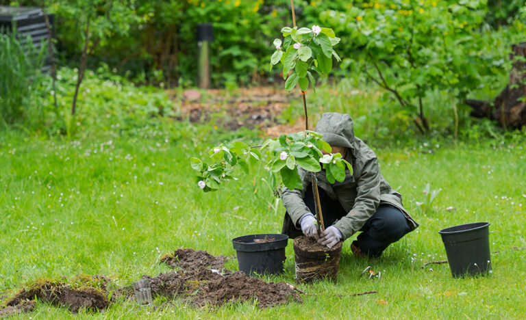 The Ultimate Guide to Fruit Tree Planting and Care: Grow Your Own Orchard