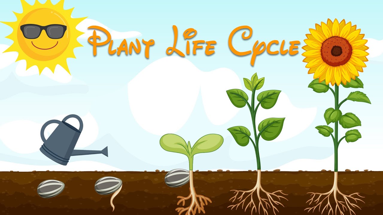 Unlocking Nature’s Secrets: A Comprehensive Guide to Understanding the Plant Growth Cycle