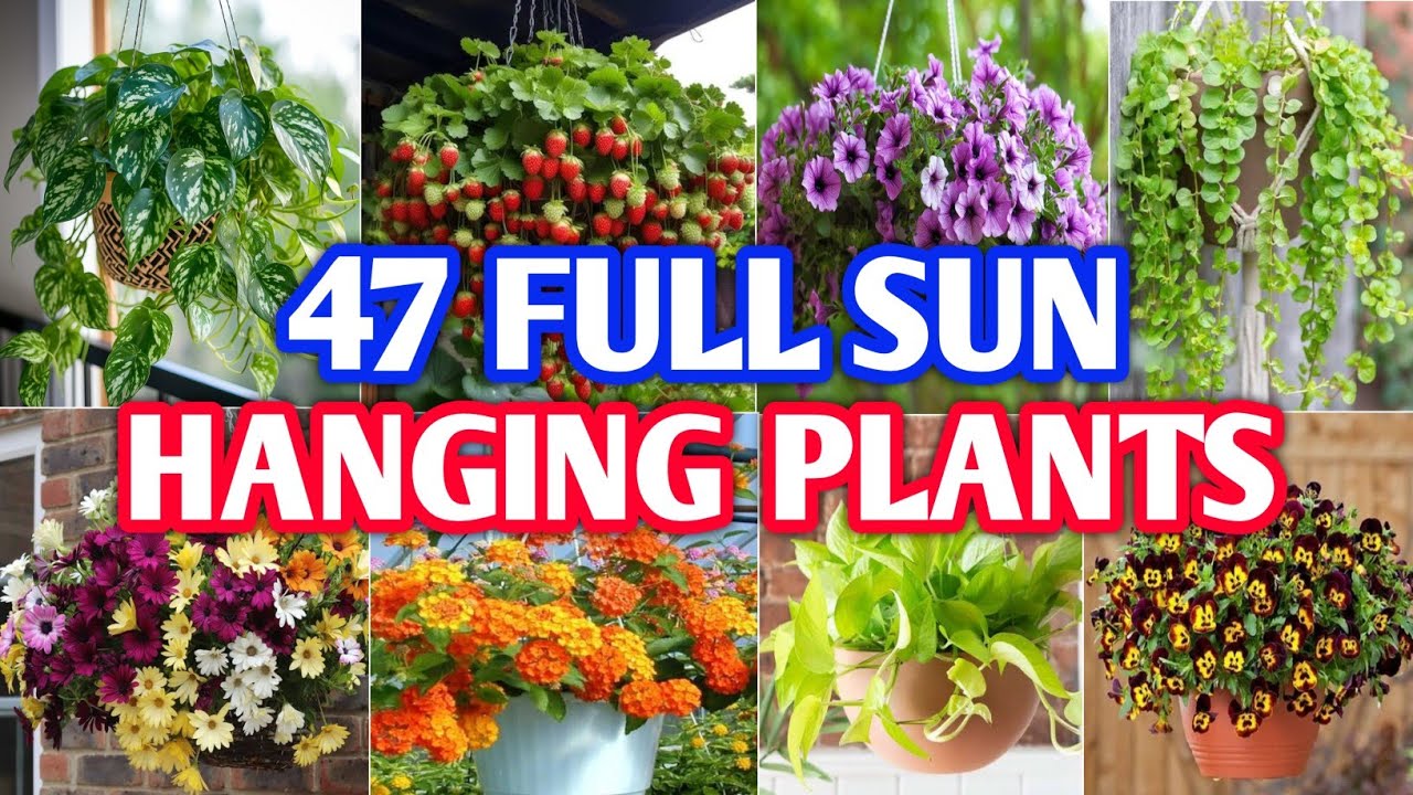 Decoding Sunlight: A Comprehensive Guide to Choosing Plants Based on Sun Exposure
