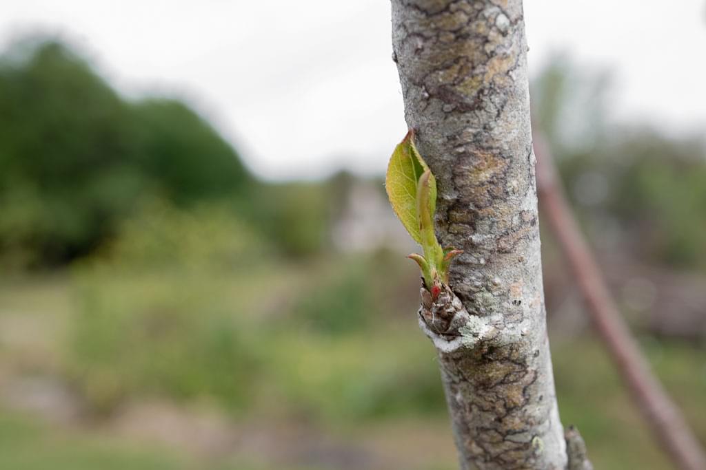 Unlocking Nature’s Secrets: A Deep Dive into Plant Dormancy Research