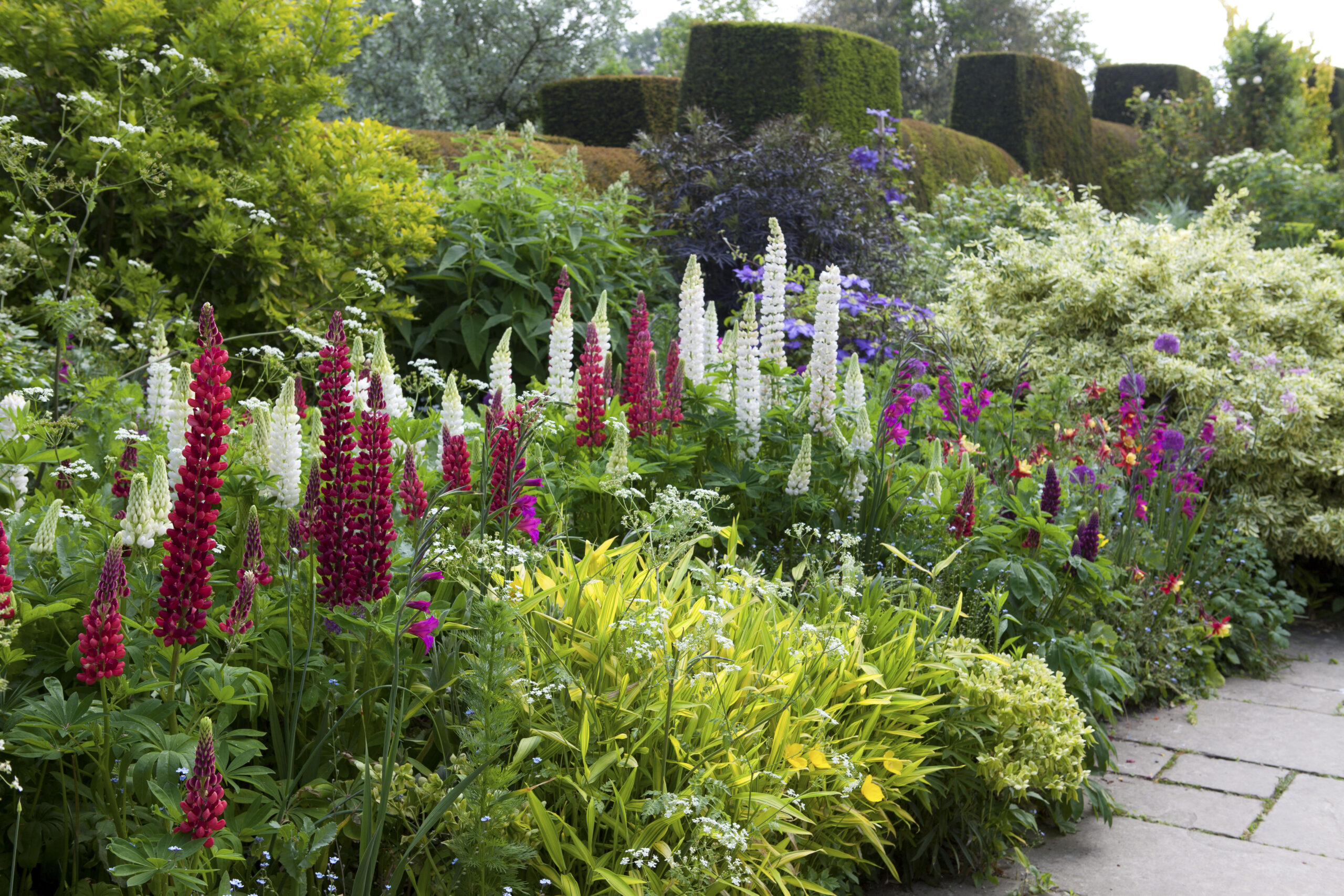 Unlocking the Secrets of Perennial Border Planting Schemes: A Comprehensive Guide