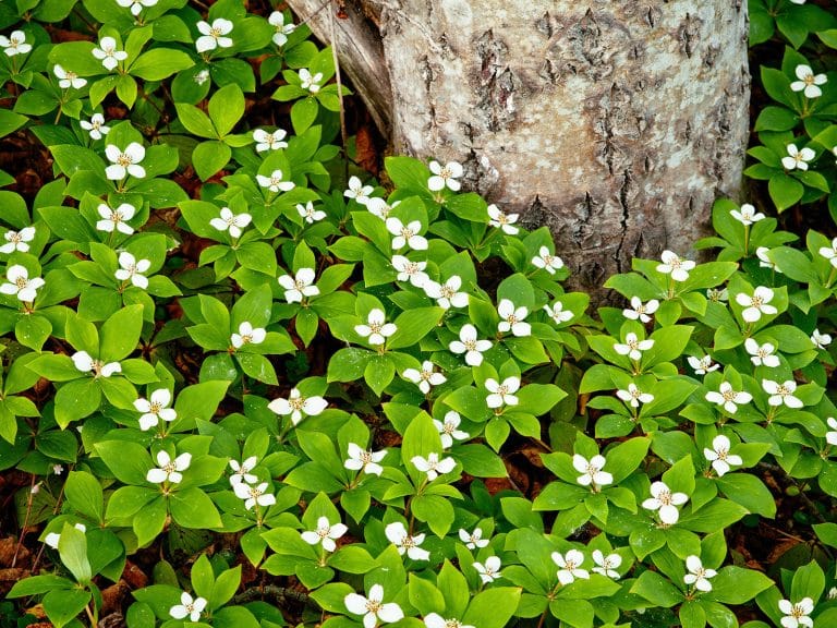 Sun-Kissed Sanctuaries: Discovering the Best Perennial Groundcover Options for Sunny Spots
