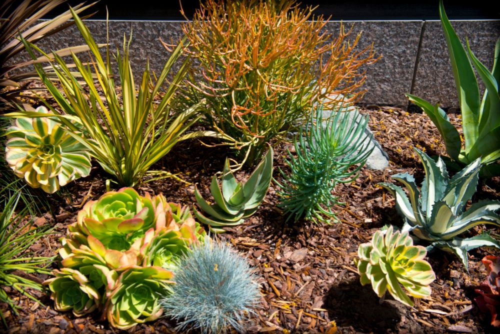 Effortless Elegance: A Guide to Choosing Low-Maintenance Plants for a Thriving Home