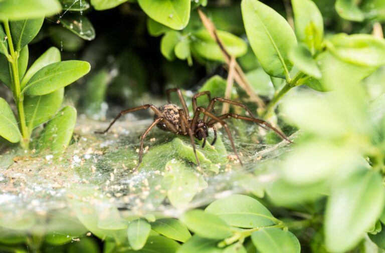 Unlocking Nature’s Pest Control: How to Attract Beneficial Spiders to Your Garden