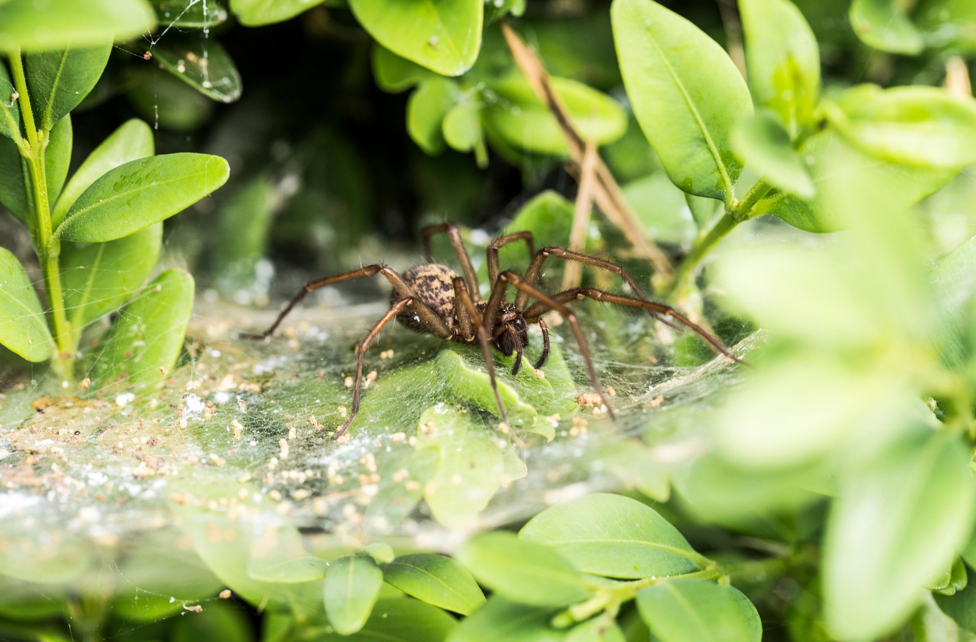 Unlocking Nature’s Pest Control: How to Attract Beneficial Spiders to Your Garden