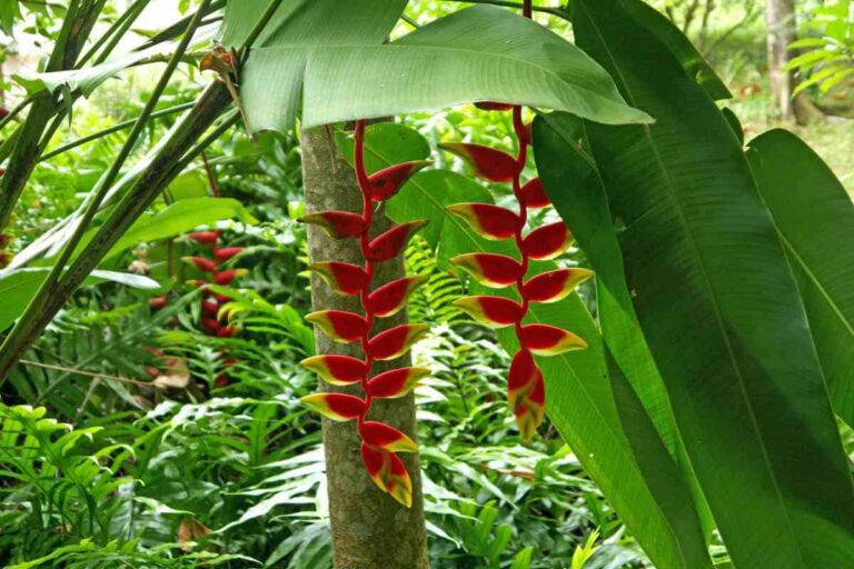 Thriving in the Downpour: A Comprehensive Guide to Choosing Plants for High Rainfall Areas