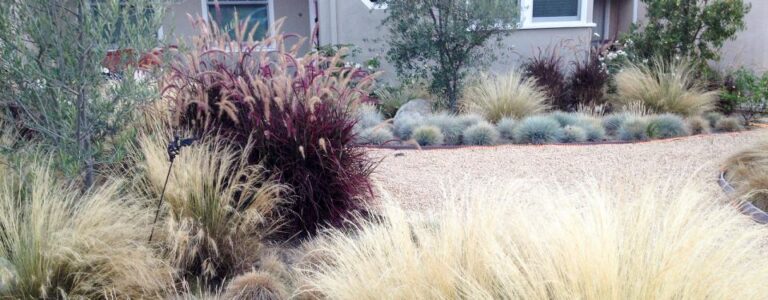 Thriving with Less: A Comprehensive Guide to Low Water Usage Garden Plants
