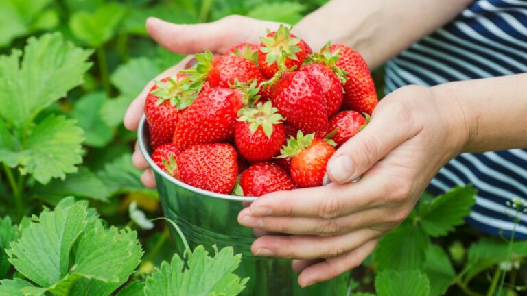 Unleash the Power of Your Backyard: A Comprehensive Guide to Growing Organic Superfoods Outdoors