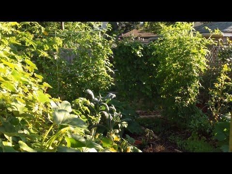 Perennial Food Forest Planning: A Comprehensive Guide to Design, Implementation, and Long-Term Success