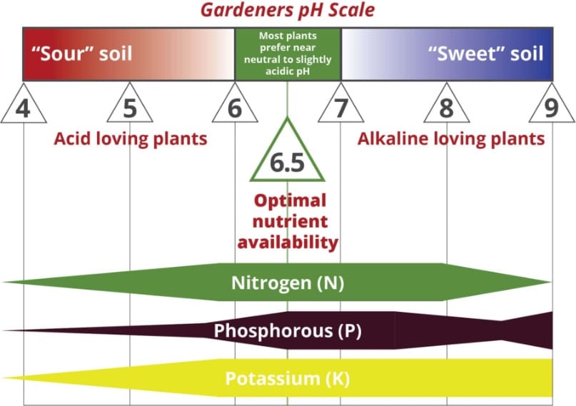 Decoding Soil pH: A Comprehensive Guide to Managing Garden Soil for Thriving Plants