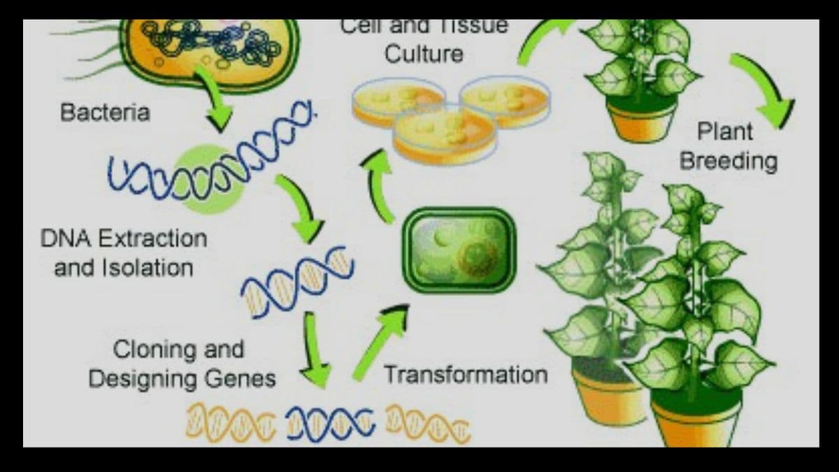 Unlocking Nature’s Secrets: A Comprehensive Guide to Plant Genetic Engineering