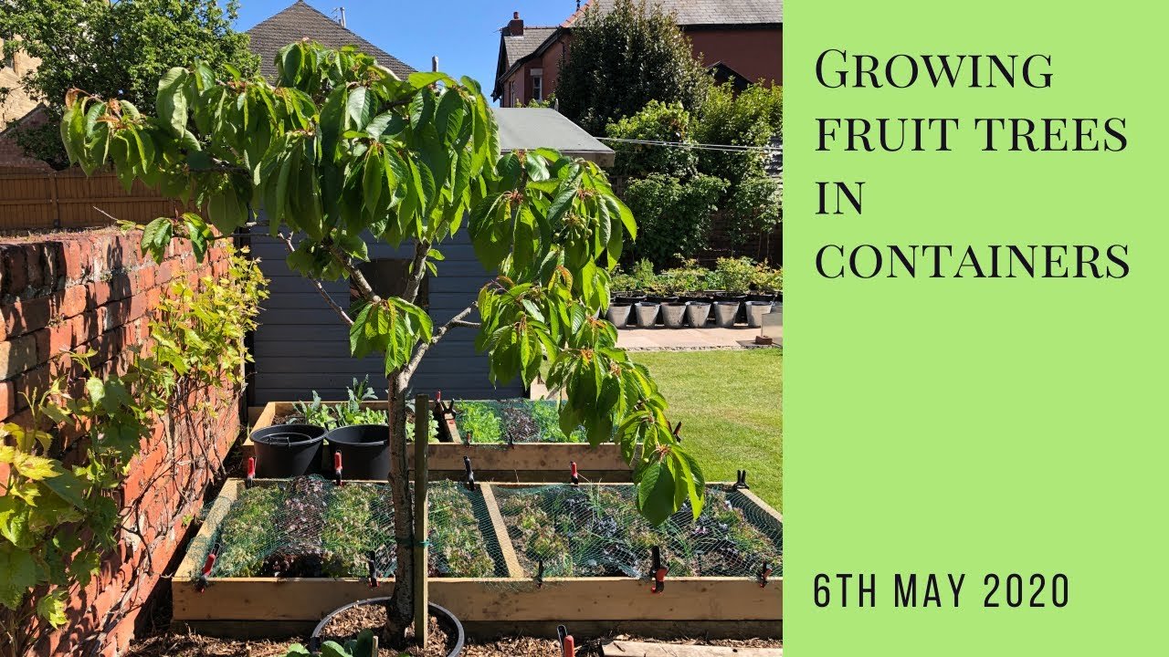 Growing Fruit Trees in Pots: A Comprehensive Guide to Bountiful Container Gardening