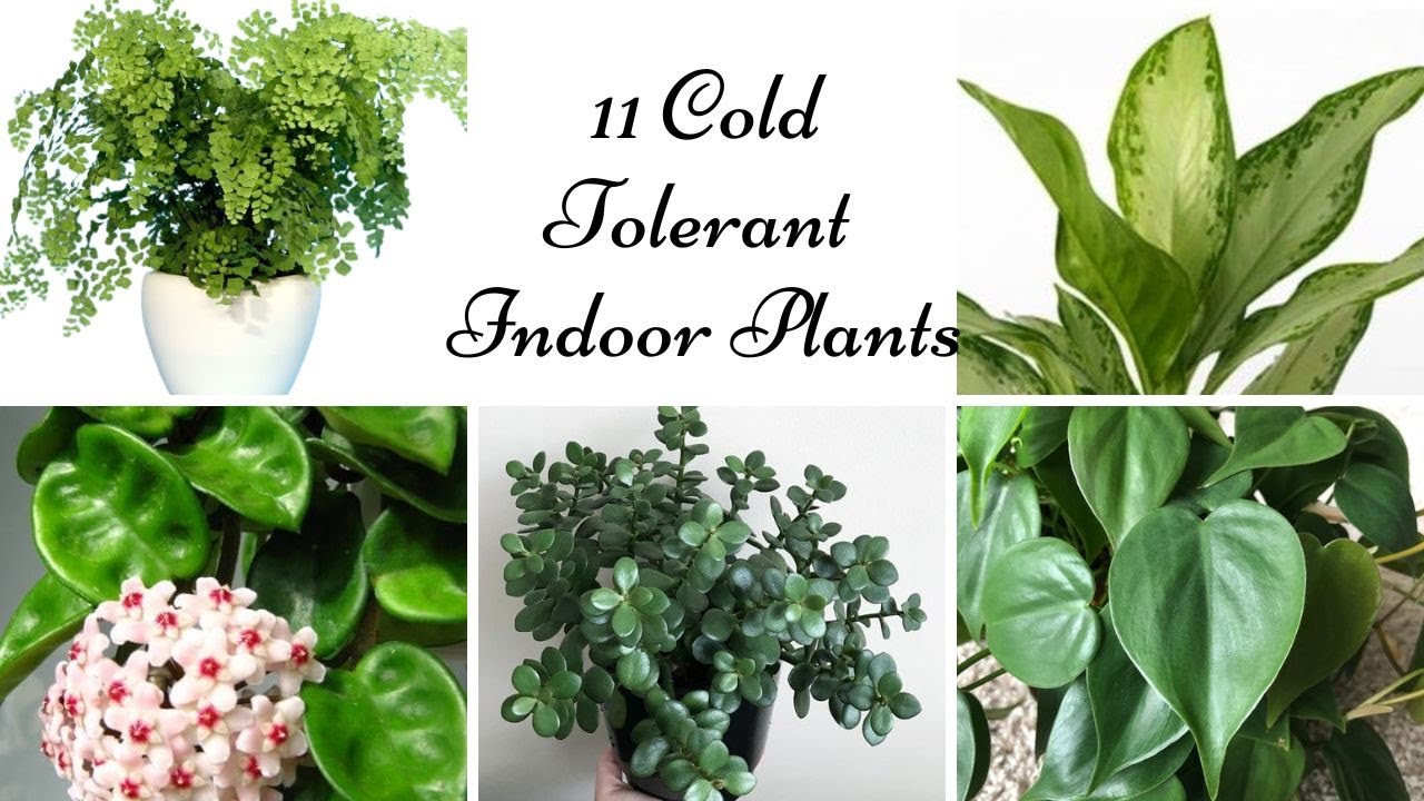 Thriving in the Freeze: A Comprehensive Guide to Choosing Plants for Extreme Cold Climates