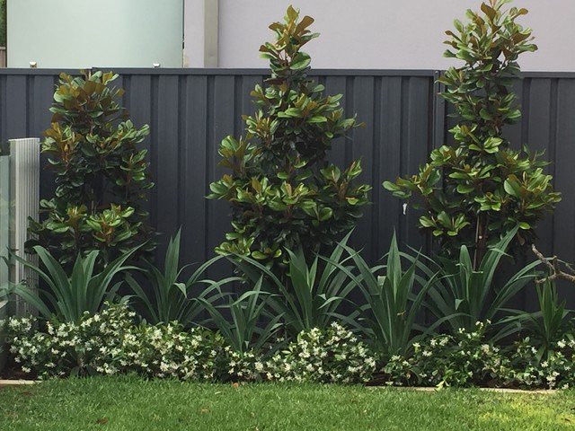 Vertical Victory: The Ultimate Guide to Choosing Plants for Narrow Spaces