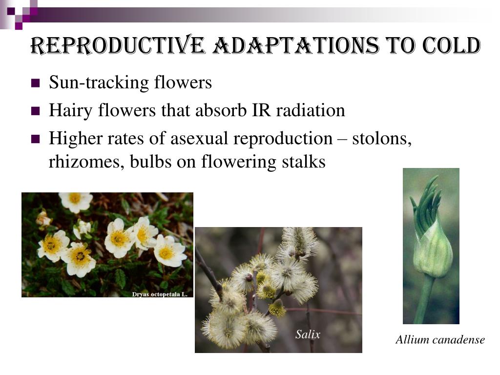 Unlocking Nature’s Secrets: A Comprehensive Guide to Plant Adaptations