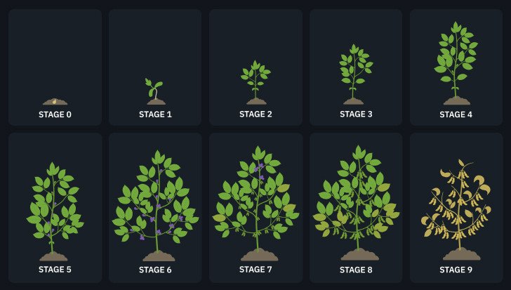Unlocking Nature’s Secrets: A Comprehensive Guide to Understanding Plant Growth Stages
