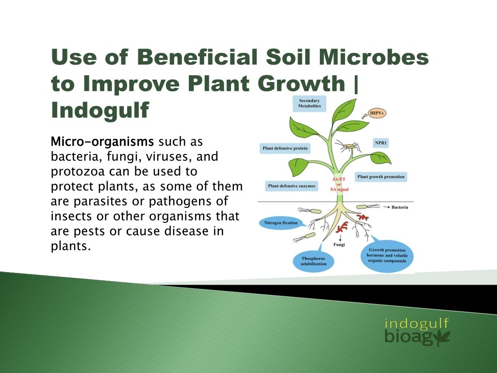 Unlocking Nature’s Potential: A Comprehensive Guide to Attracting Beneficial Native Microbes to Your Soil