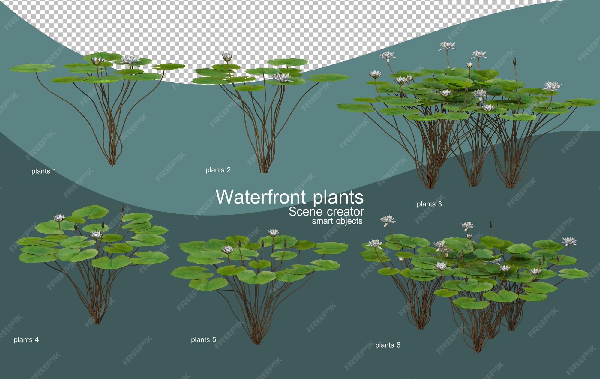 Thriving Shores: A Comprehensive Guide to Choosing the Perfect Plants for Your Waterfront Property