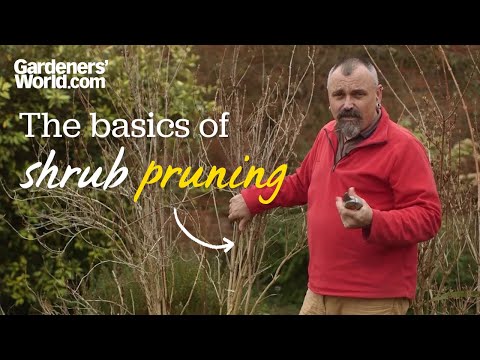 The Ultimate Guide to Perennial Shrub Pruning and Care: Unlock Vibrant Blooms and Healthy Growth