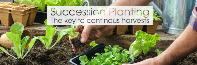 Succession Planting: The Ultimate Guide to a Non-Stop Harvest