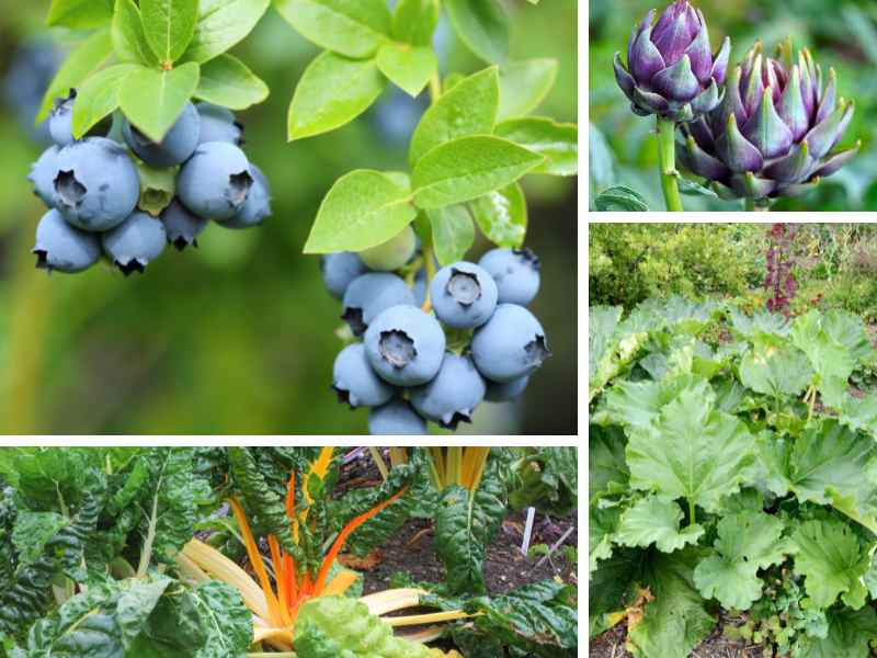 Creating a Thriving Perennial Edible Landscape: A Guide to Sustainable Food Gardening