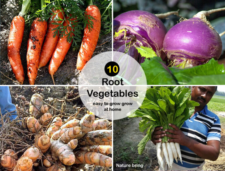 Unearth the Extraordinary: A Comprehensive Guide to Growing Unusual Root Vegetables