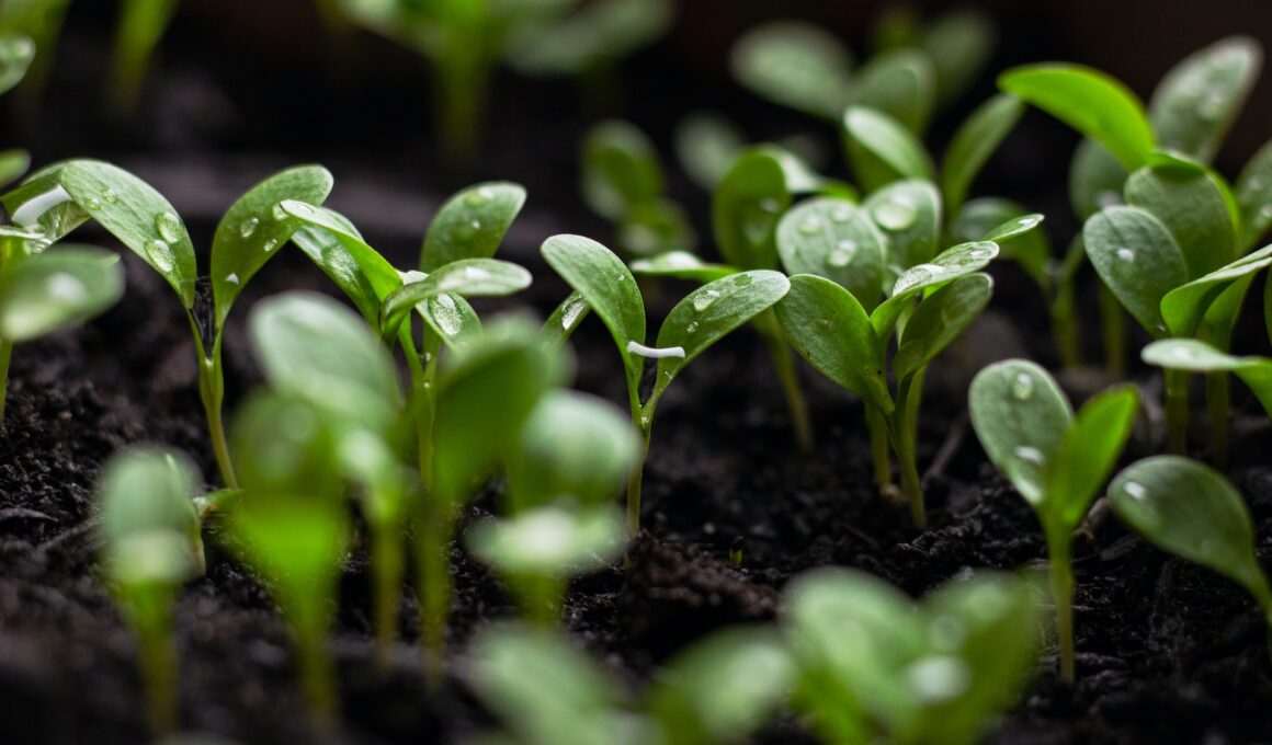 Quench Your Garden’s Thirst Responsibly: Mastering Sustainable Garden Watering Techniques