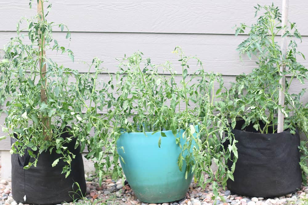 The Ultimate Guide to Growing Organic Tomatoes in Containers: From Seed to Sauce