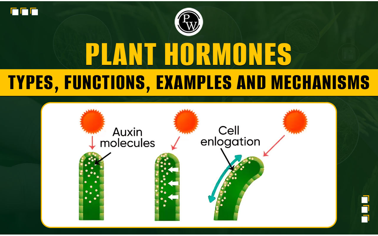 Unlocking the Secrets of Plant Hormones: A Comprehensive Guide to Their Functions