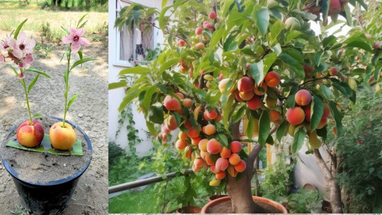 The Ultimate Guide to Growing Organic Fruit Trees in Pots: A Bountiful Harvest on Your Patio